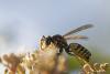 Polistes dominula